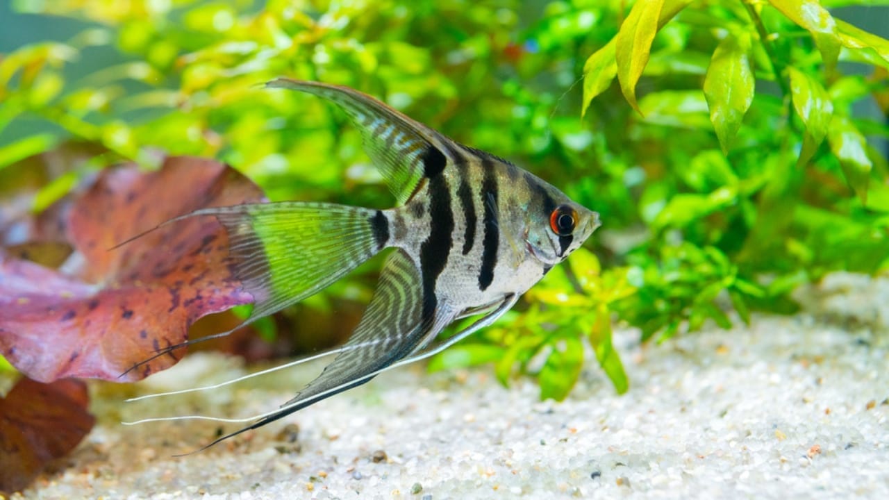 15 Coolest Aquarium Fish to Liven Up Your Tank 7 15 Coolest Aquarium Fish to Liven Up Your Tank - Angelfish dp397913892