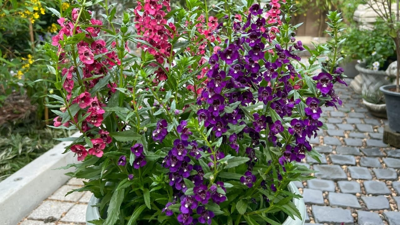 15 Gorgeous Flowers to Brighten and Beautify Your Garden 15 15 Gorgeous Flowers to Brighten and Beautify Your Garden - Angelonia goyazensis ss2412229099