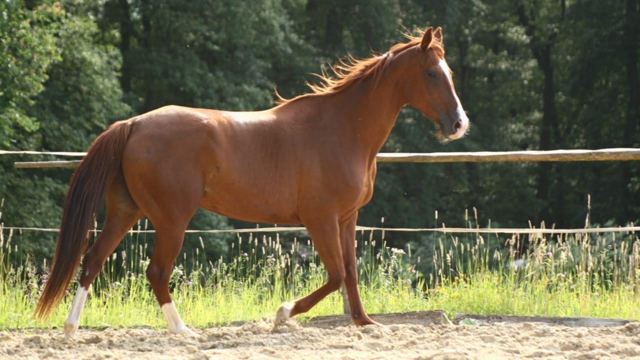 15 Top Racing Horse Breeds That Redefine Track Dominance 13 15 Top Racing Horse Breeds That Redefine Track Dominance - Anglo Arabian horse ss2268342505