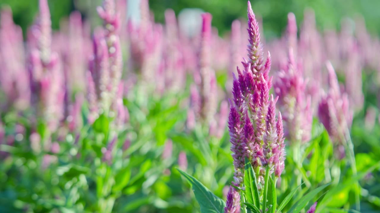 15 Perennials You Should Avoid Cutting in the Fall 8 15 Perennials You Should Avoid Cutting in the Fall - Anise Hyssop dp119350344