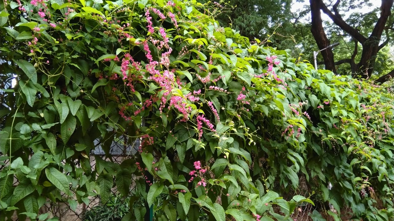 Turn Your Chain-Link Fence into a Vertical Garden: An Easy 8-Step Guide 10 Turn Your Chain-Link Fence into a Vertical Garden: An Easy 8-Step Guide - Antigonon leptopus vine over grow on Chain Link Fence ss1531096145