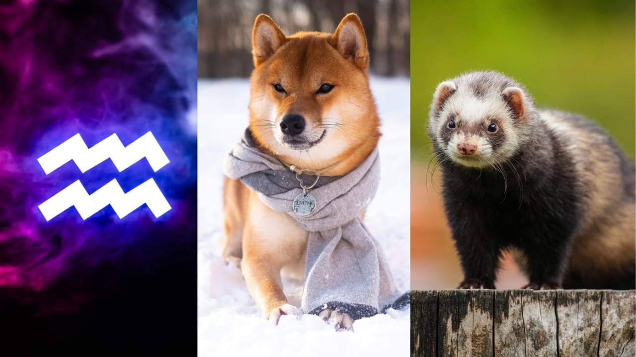 The Best Pets for Each Zodiac Sign: Your Perfect Companion 12 The Best Pets for Each Zodiac Sign: Your Perfect Companion - Aquarius dp322899434 Shiba Inu dp446679046 Ferret dp38052217
