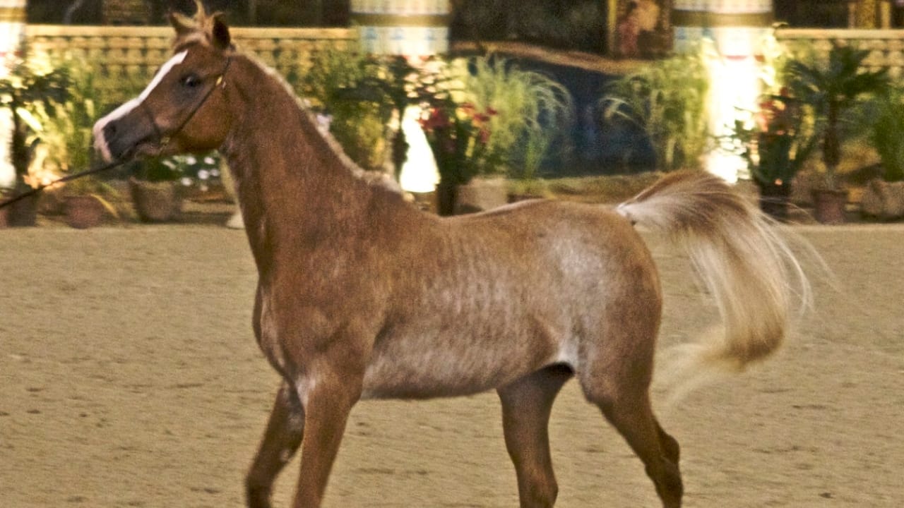 A Closer Look at Horse Colors: From Uncommon Shades to Everyday Favorites - Arabian rabicano horse wc
