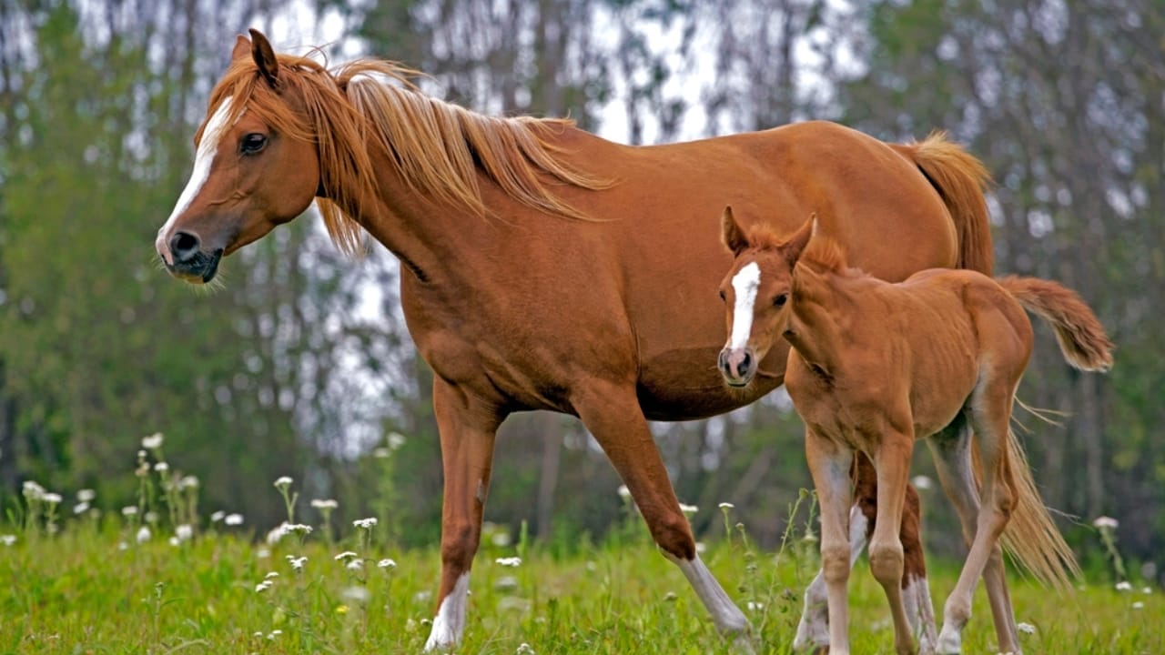 12 Lightning-Fast Horse Breeds That Were Born to Race 4 12 Lightning-Fast Horse Breeds That Were Born to Race - Arabians dp316993220