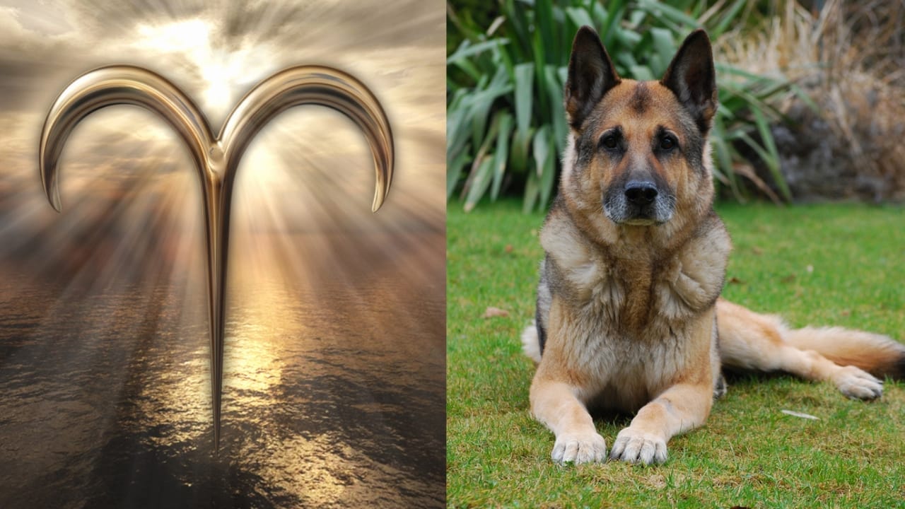 The Best Pets for Each Zodiac Sign: Your Perfect Companion - Aries Symbol dp148423657 German shepherd dp334634406