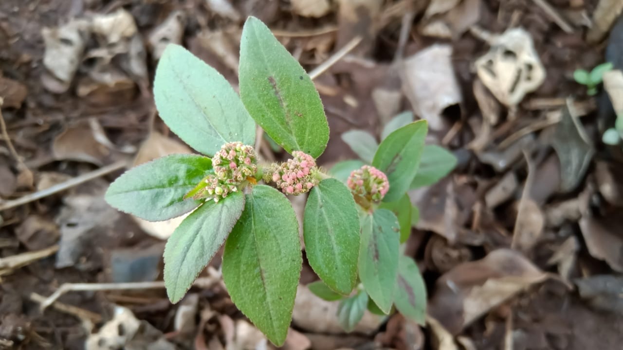 This Common Weed Could Be Nature's Most Powerful Cough Medicine 3 This Common Weed Could Be Nature's Most Powerful Cough Medicine - Asthms plant dp563992436