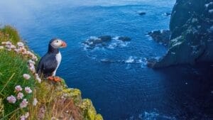 Throwing Baby Puffins Off Cliffs Might Actually Be Their Best Hope 1 Throwing Baby Puffins Off Cliffs Might Actually Be Their Best Hope - Atlantic puffin ss1825251662