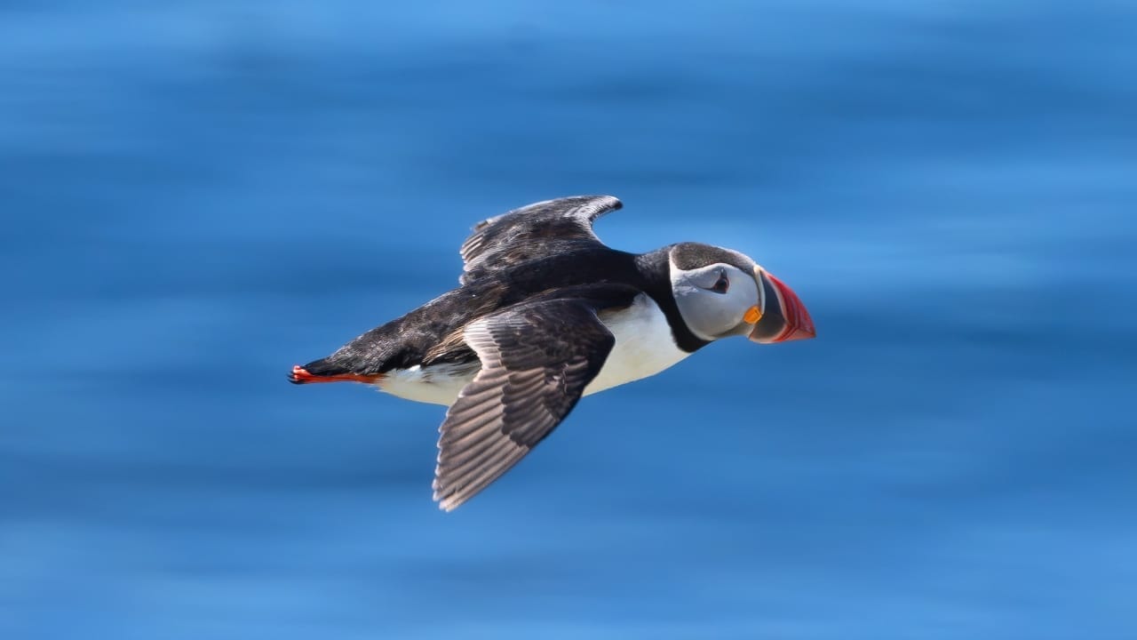 Throwing Baby Puffins Off Cliffs Might Actually Be Their Best Hope 4 Throwing Baby Puffins Off Cliffs Might Actually Be Their Best Hope - Atlantic puffin ss2501053843