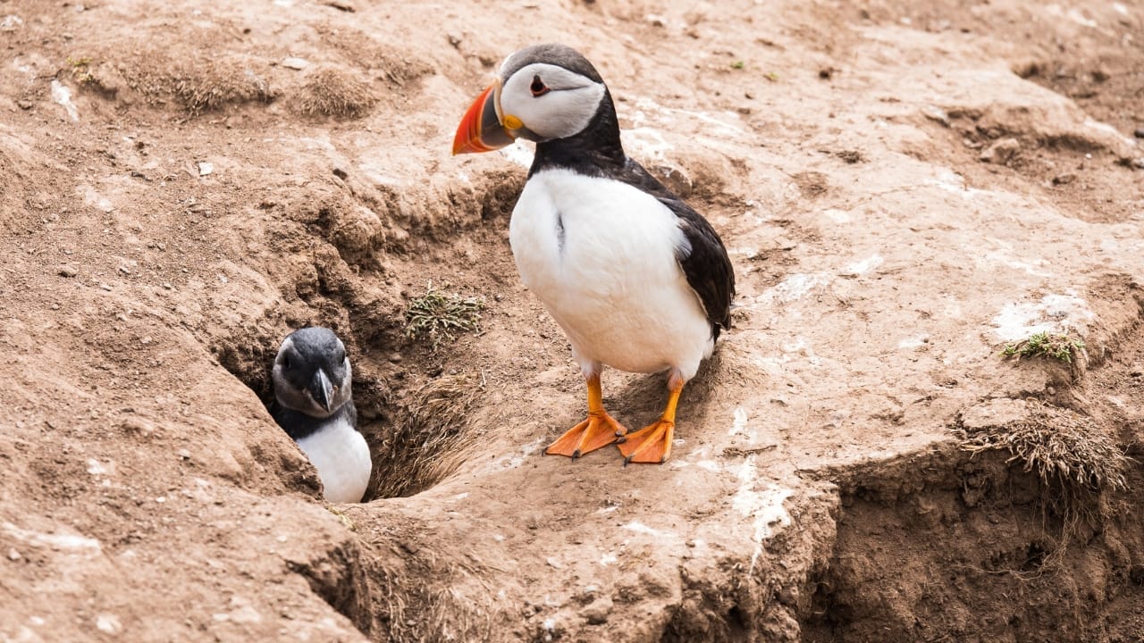 Throwing Baby Puffins Off Cliffs Might Actually Be Their Best Hope 6 Throwing Baby Puffins Off Cliffs Might Actually Be Their Best Hope - Atlantic puffins ss737214445