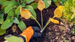 15 Perennials to Divide & Transplant This November for a Fuller Spring Garden 1 15 Perennials to Divide & Transplant This November for a Fuller Spring Garden - Autumn planting of hosta ss2055296150 degm