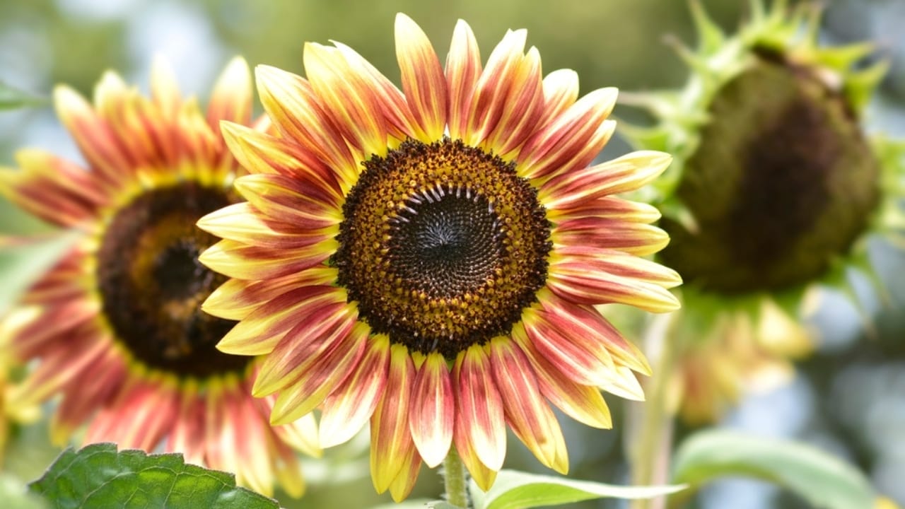 15 Heat Hardy Flowers That Thrive in Scorching Weather 4 15 Heat Hardy Flowers That Thrive in Scorching Weather - Autumn Beauty sunflower ss2201396435