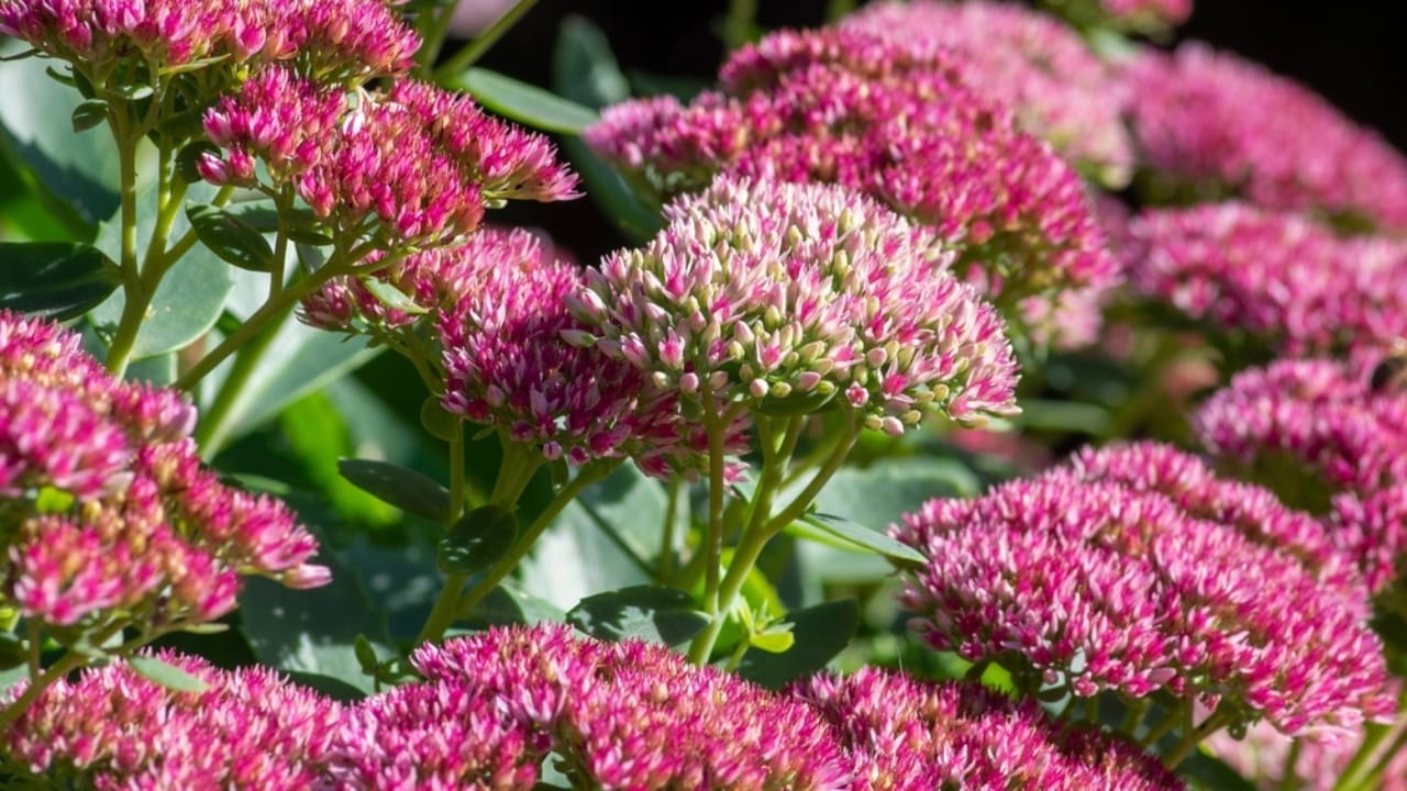 10 Colorful Succulents to Brighten Your Fall & Winter 6 10 Colorful Succulents to Brighten Your Fall & Winter - Autumn Joy ss2393201235