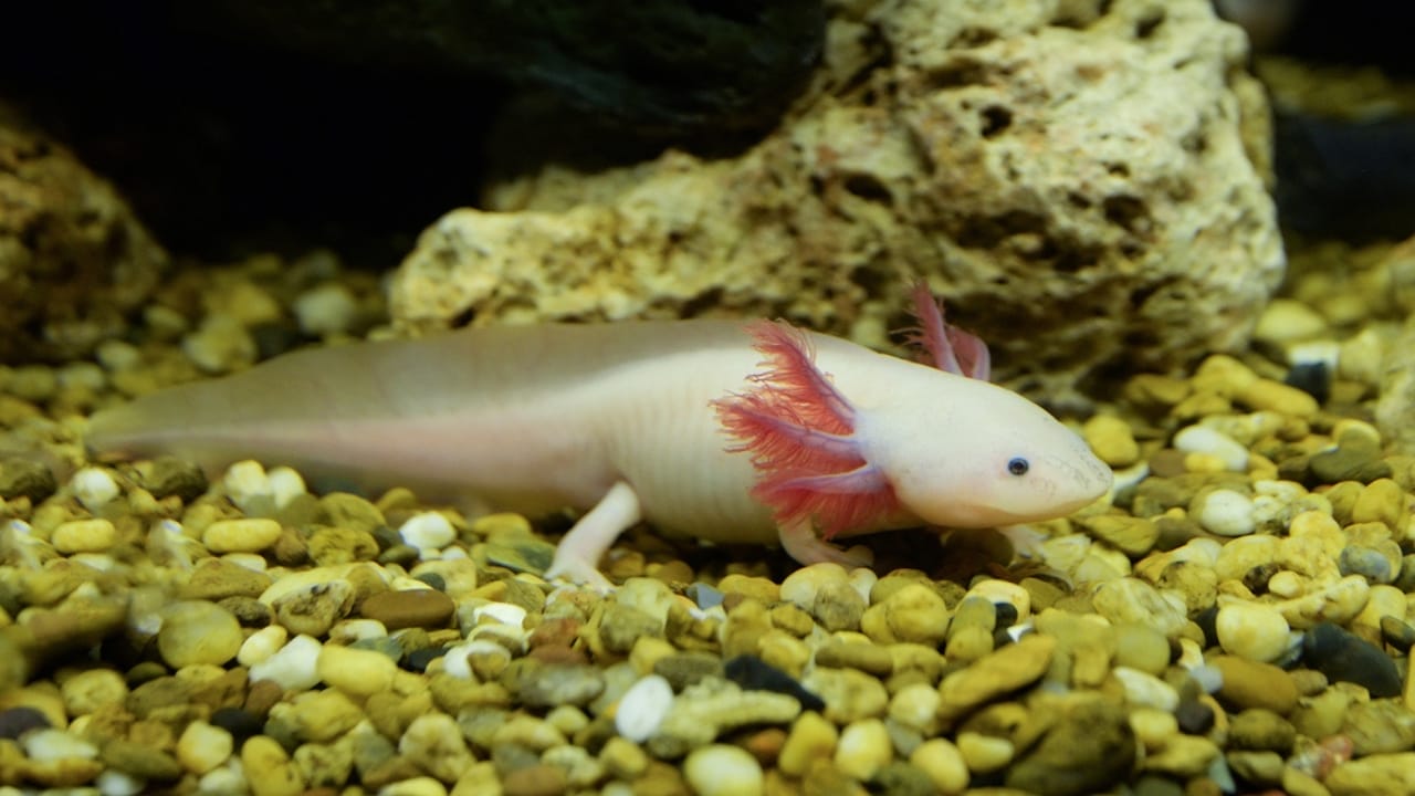 10 Animals with Healing Powers That Could Transform Medicine -