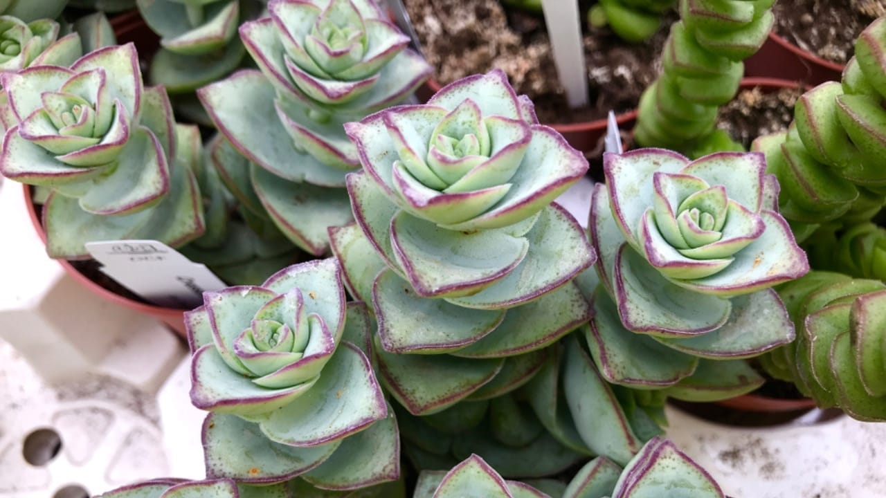 10 Colorful Succulents to Brighten Your Fall & Winter 12 10 Colorful Succulents to Brighten Your Fall & Winter - Baby Necklace ss1437750233