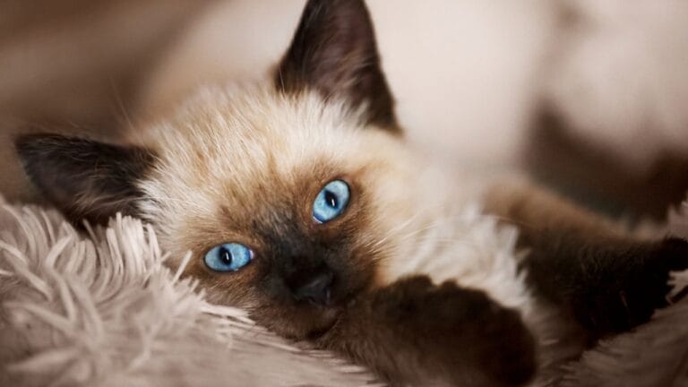 Meet the Balinese Cat: Graceful, Playful & Part of the Siamese Line 6 Meet the Balinese Cat: Graceful, Playful & Part of the Siamese Line - Balinese cat kitten ss1846634098