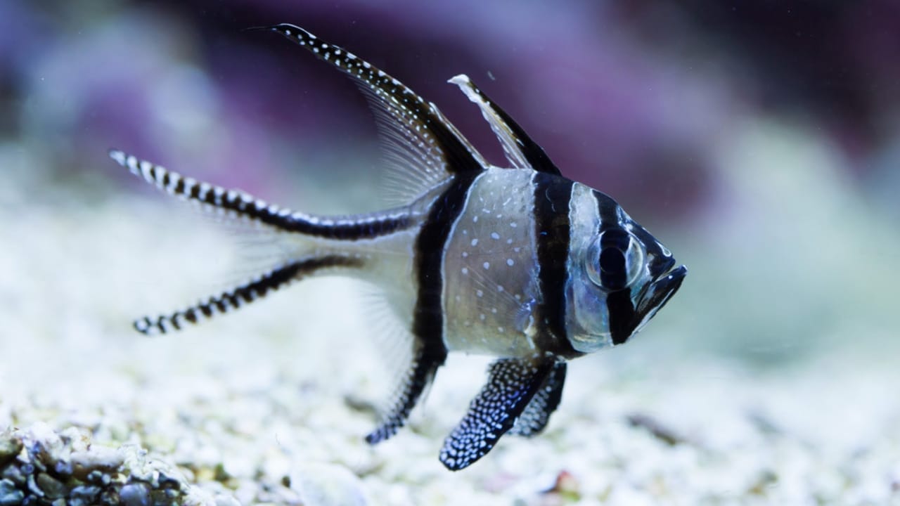 15 of the World's Prettiest Fish Species 8 15 of the World's Prettiest Fish Species - Banggai Cardinalfish dp108747760