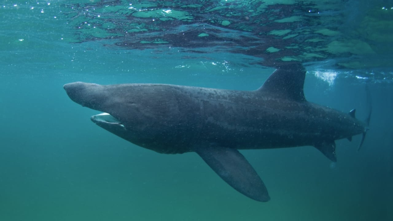 15 Shark Facts That Prove There's More to These Predators Than Meets the Eye 17 15 Shark Facts That Prove There's More to These Predators Than Meets the Eye - Basking Shark ss701993494