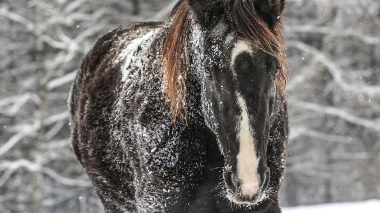 17 Breeds Dominating the Global Equestrian Scene That Makes Germany Proud 6 17 Breeds Dominating the Global Equestrian Scene That Makes Germany Proud - Bavarian Warmblood ss2099284264