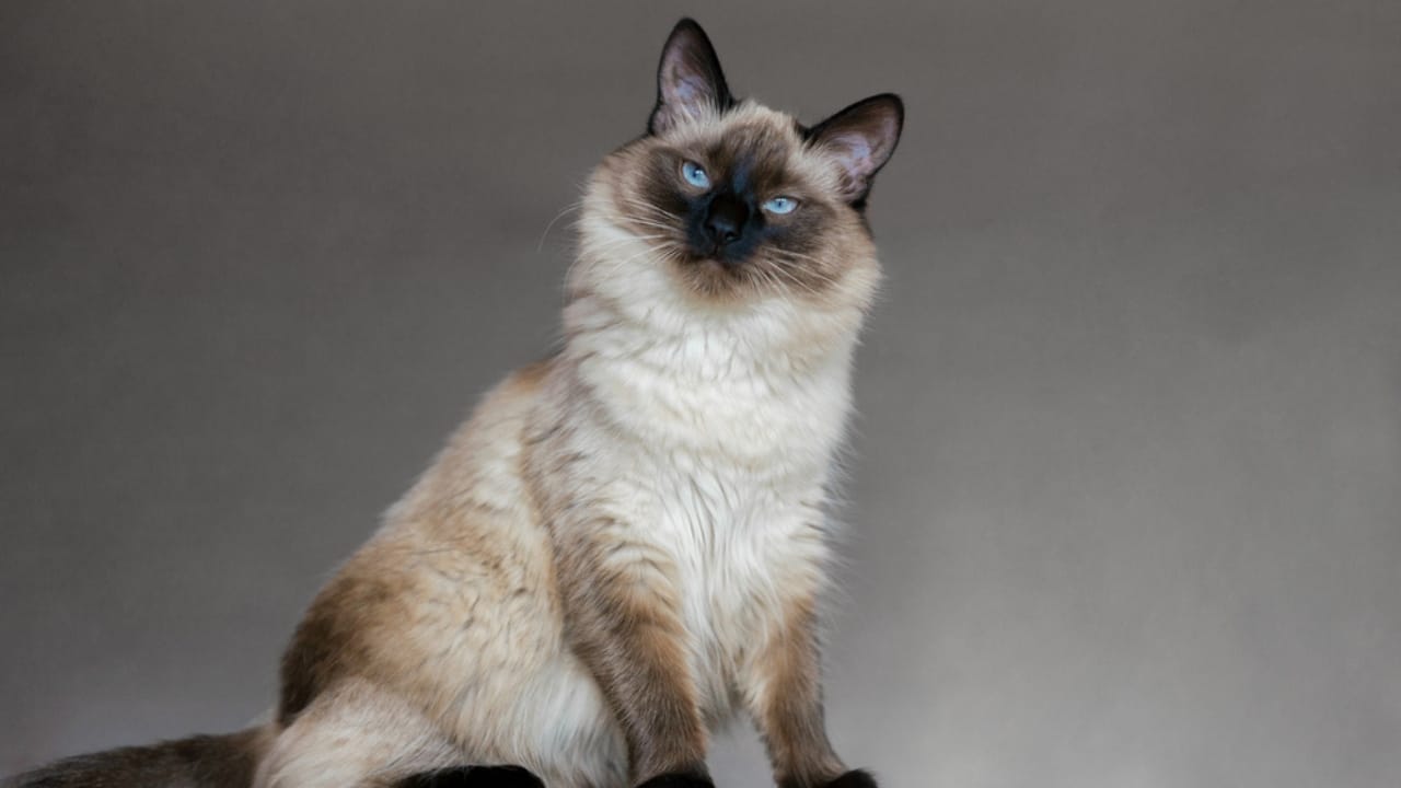 Meet the Balinese Cat: Graceful, Playful & Part of the Siamese Line 3 Meet the Balinese Cat: Graceful, Playful & Part of the Siamese Line - Beautiful balinese cat with blue eyes ss1741955957
