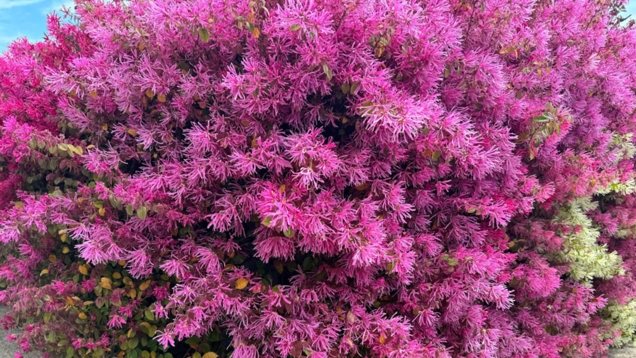 14 Fairytale Plants to Make Your Garden Magical 11 14 Fairytale Plants to Make Your Garden Magical - Beautiful pink Loropetalum ss2484165227