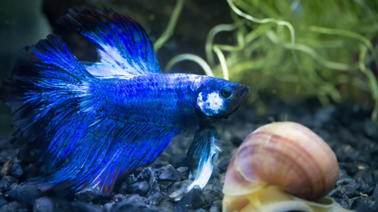 15 of the World's Prettiest Fish Species - Betta Fish dp194190068