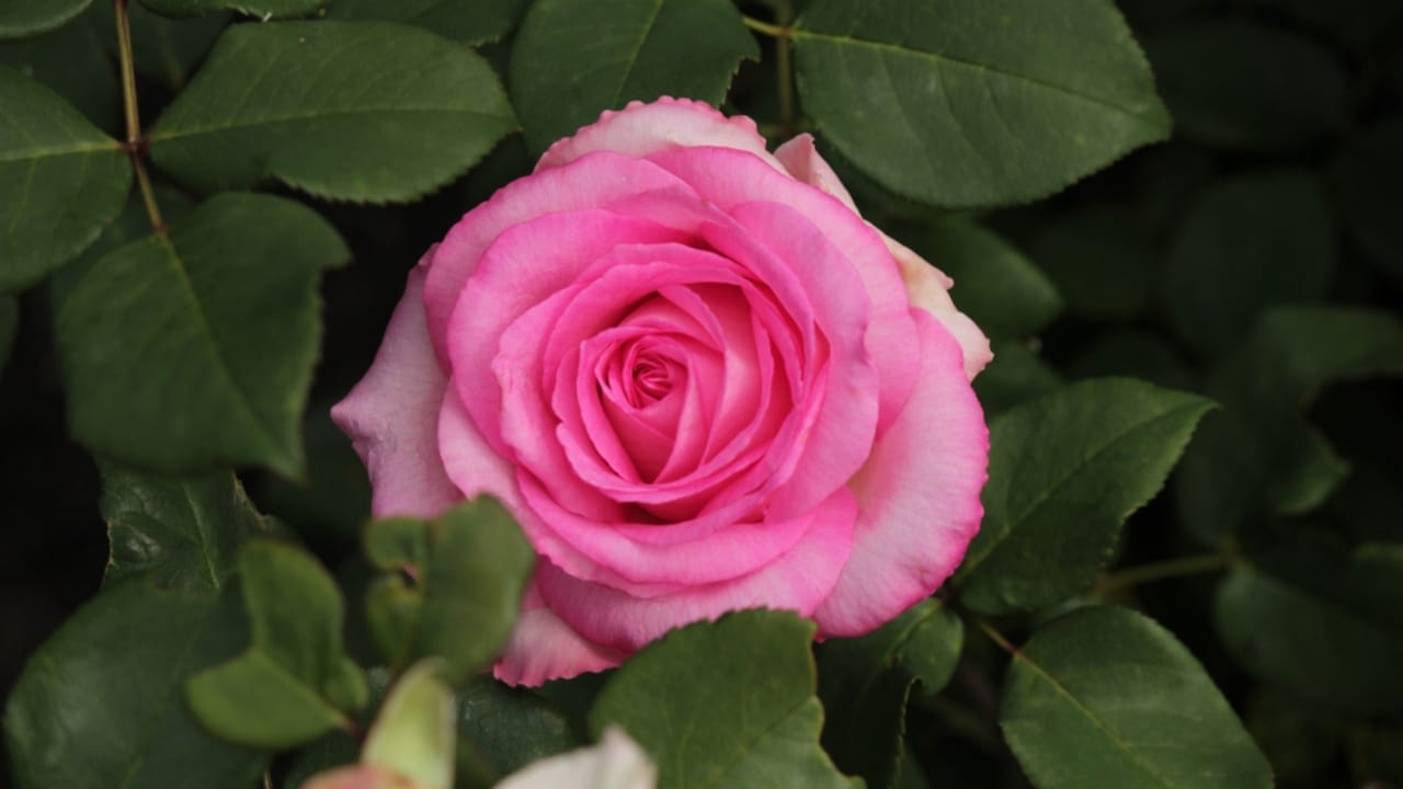 15 Enchanting Pink Rose Varieties to Elevate Your Garden 10 15 Enchanting Pink Rose Varieties to Elevate Your Garden - Beverly rose ss1103966018