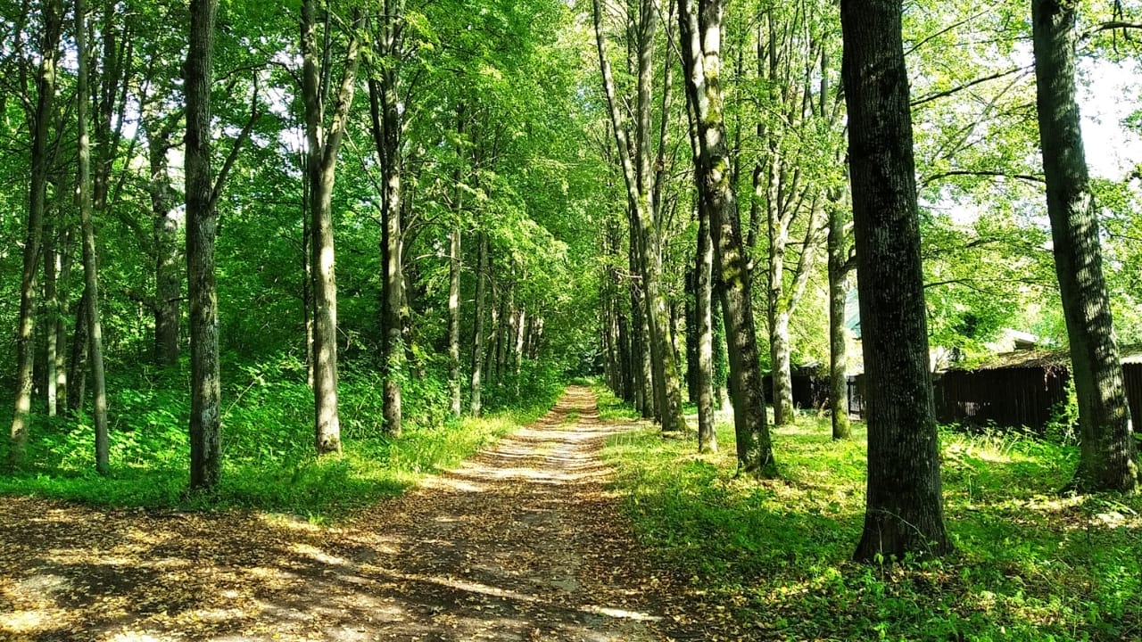 14 Ancient Forests That Were Here Long Before Homo sapiens 10 14 Ancient Forests That Were Here Long Before Homo sapiens - Bialowieza Forest Poland and Belarus wc