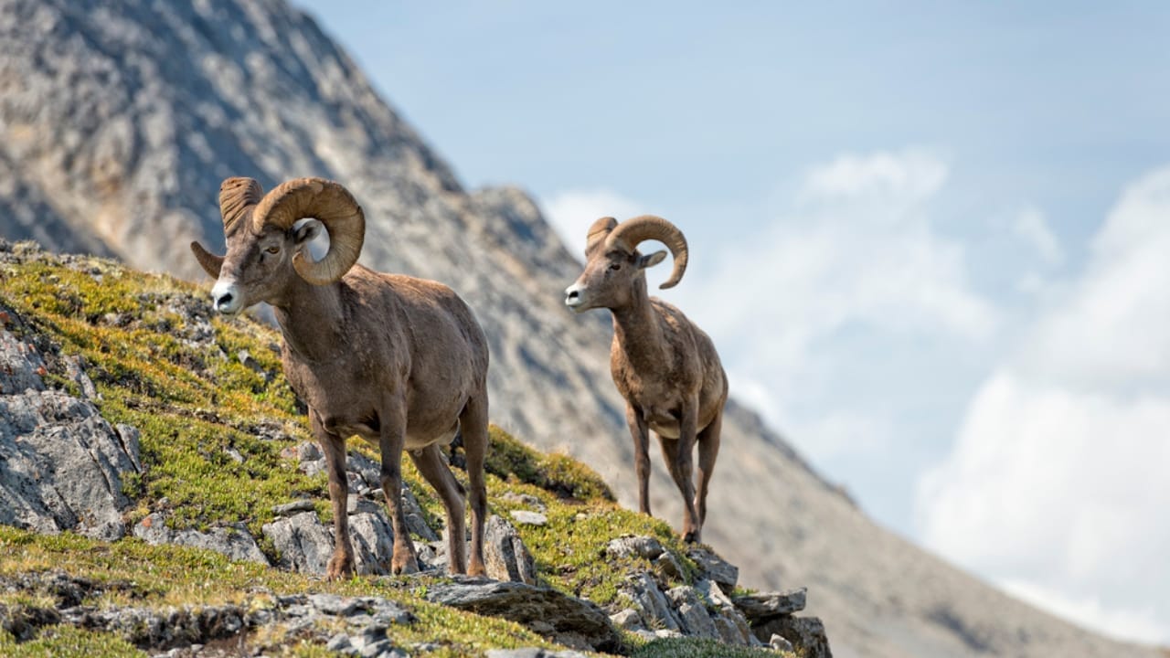 16 Things That Make Bighorn Sheep Way More Impressive Than You Think 3 16 Things That Make Bighorn Sheep Way More Impressive Than You Think - Bighorn Sheep climbing on mountain dp43659821
