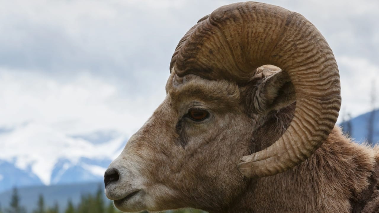 16 Things That Make Bighorn Sheep Way More Impressive Than You Think 4 16 Things That Make Bighorn Sheep Way More Impressive Than You Think - Bighorn Sheep curved horns dp126742396