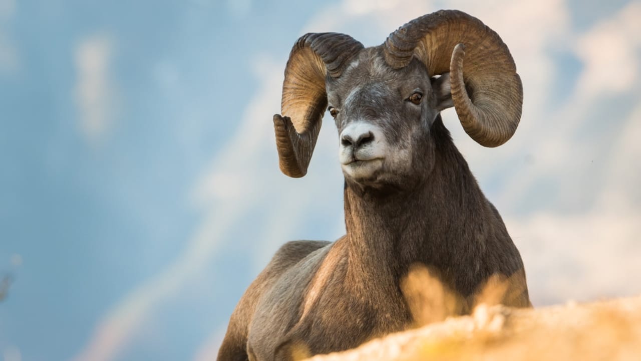 16 Things That Make Bighorn Sheep Way More Impressive Than You Think 8 16 Things That Make Bighorn Sheep Way More Impressive Than You Think - Bighorn Sheep dp344093478