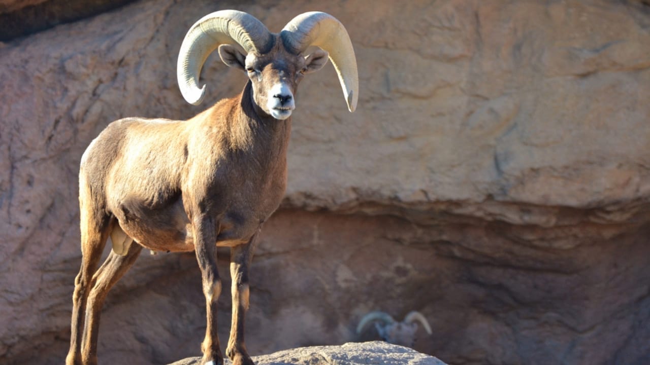 16 Things That Make Bighorn Sheep Way More Impressive Than You Think 7 16 Things That Make Bighorn Sheep Way More Impressive Than You Think - Bighorn Sheep dp76462397