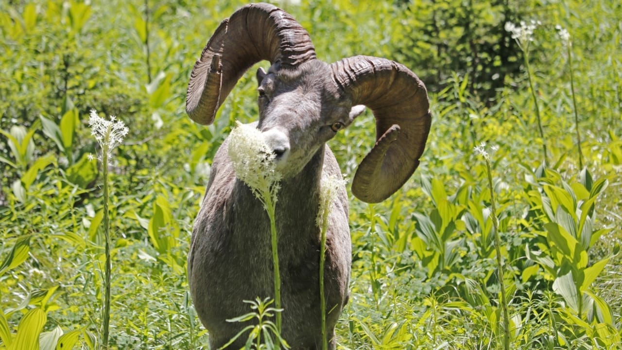 16 Things That Make Bighorn Sheep Way More Impressive Than You Think 9 16 Things That Make Bighorn Sheep Way More Impressive Than You Think - Bighorn Sheep eating Beargrass dp142257588