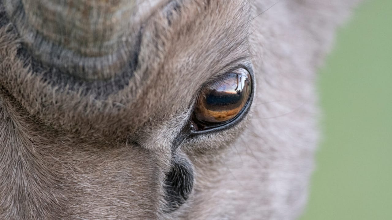 16 Things That Make Bighorn Sheep Way More Impressive Than You Think 11 16 Things That Make Bighorn Sheep Way More Impressive Than You Think - Bighorn Sheep eye ss1948716931