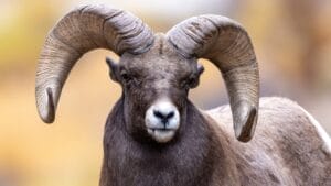 16 Things That Make Bighorn Sheep Way More Impressive Than You Think 1 16 Things That Make Bighorn Sheep Way More Impressive Than You Think - Bighorn Sheep ss2089014730