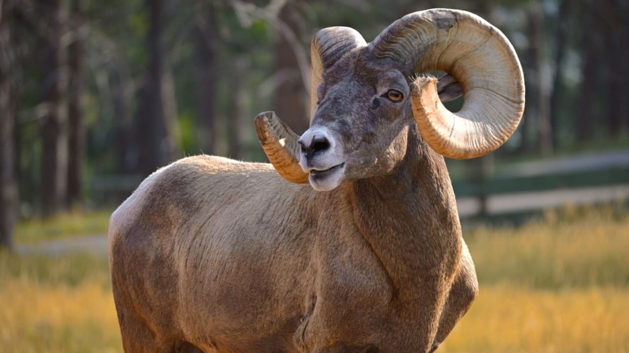 16 Things That Make Bighorn Sheep Way More Impressive Than You Think 2 16 Things That Make Bighorn Sheep Way More Impressive Than You Think - Bighorn Sheep ss2116833383