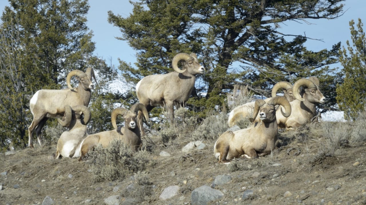 16 Things That Make Bighorn Sheep Way More Impressive Than You Think 6 16 Things That Make Bighorn Sheep Way More Impressive Than You Think - Bighorn Sheeps dp210331424