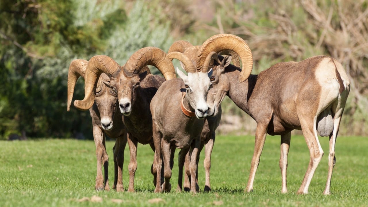 16 Things That Make Bighorn Sheep Way More Impressive Than You Think 10 16 Things That Make Bighorn Sheep Way More Impressive Than You Think - Bighorn Sheeps dp52389765