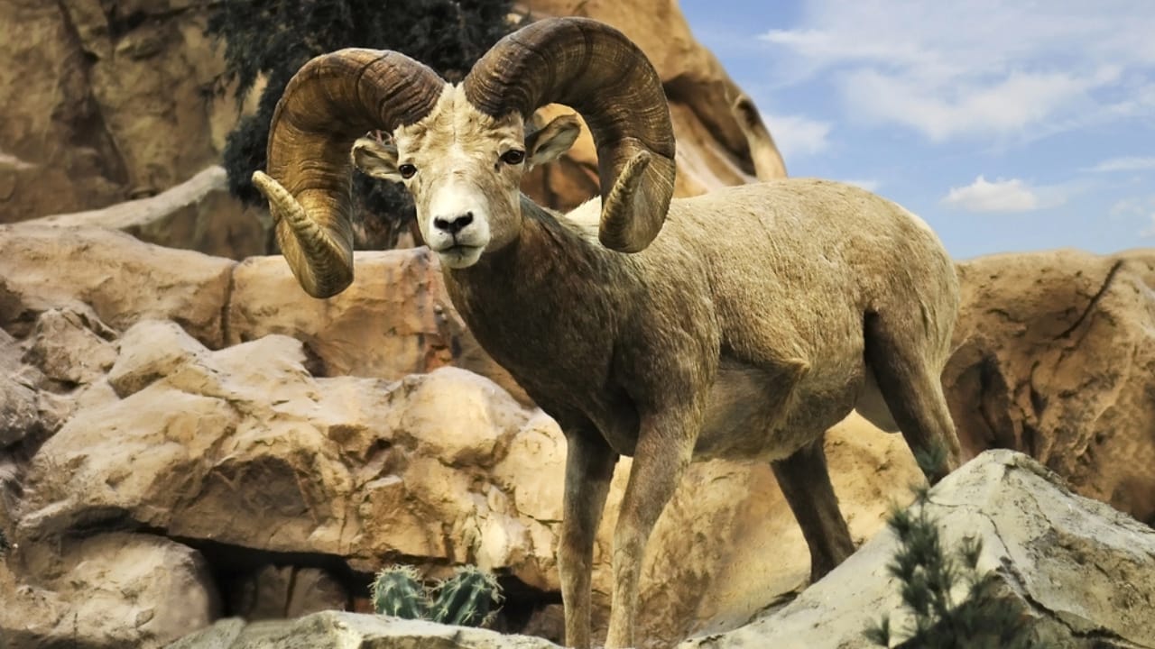 16 Things That Make Bighorn Sheep Way More Impressive Than You Think 17 16 Things That Make Bighorn Sheep Way More Impressive Than You Think - Bighorn sheep dp6739543