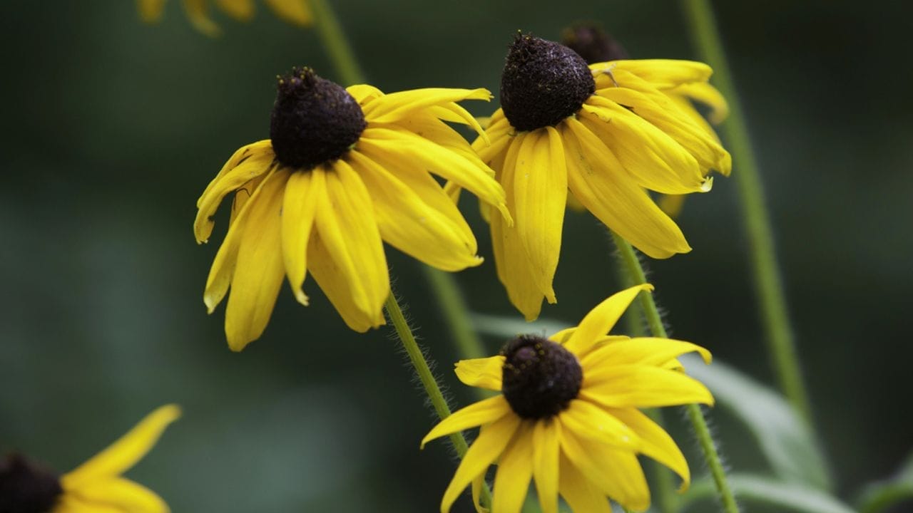 15 Plants That Keep Weeds Out & Pollinators In - Black Eyed Susans dp12508846
