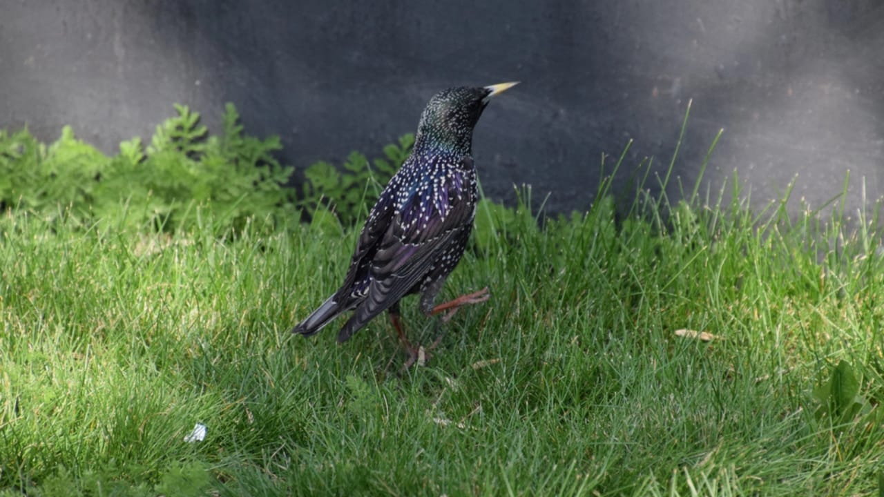 The Dark Cloud That's Actually Birds: Fall's Amazing Starling Show Happening Now 6 The Dark Cloud That's Actually Birds: Fall's Amazing Starling Show Happening Now - Black collared Starling dp121593638