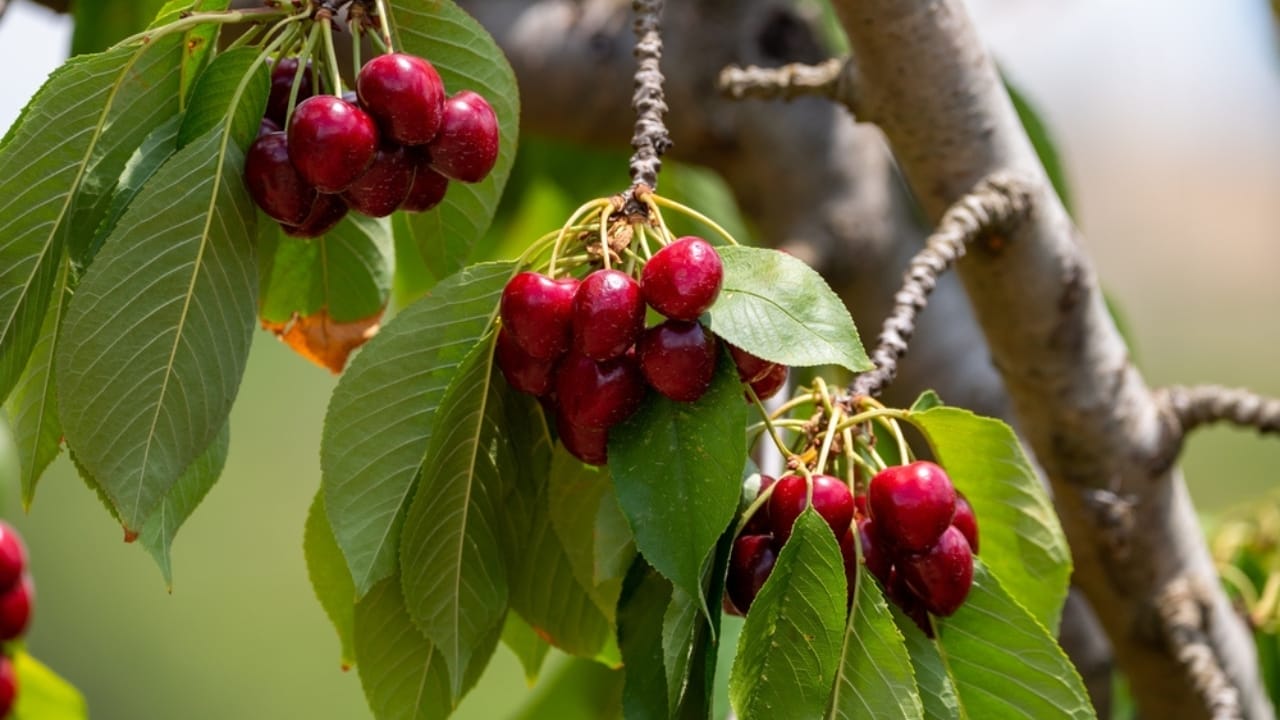 23 Flowering Plants & Herbs That Offer Food for Birds 12 23 Flowering Plants & Herbs That Offer Food for Birds - Black Cherry ss2214399011