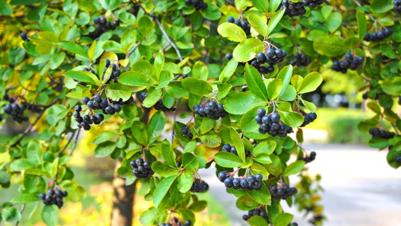 14 Shrubs That Will Make Your Garden a Robin Haven 9 14 Shrubs That Will Make Your Garden a Robin Haven - Black Chokeberry Tree ss1490290286