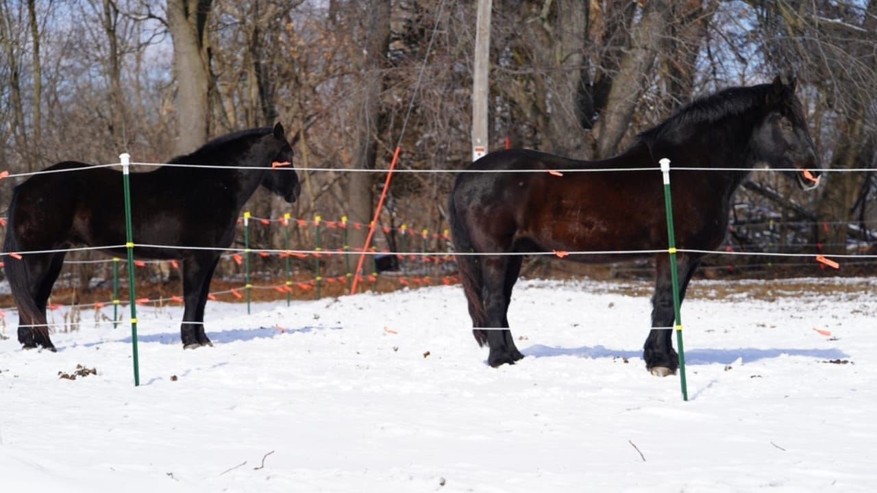 12 Friesian Horse Facts That Will Completely Change How You See Them 10 12 Friesian Horse Facts That Will Completely Change How You See Them - Black Friesian horses standing ss2433344361