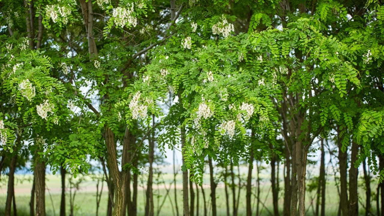 The World’s 14 Most Dangerous & Deadly Trees 11 The World’s 14 Most Dangerous & Deadly Trees - Black Locust dp154611000