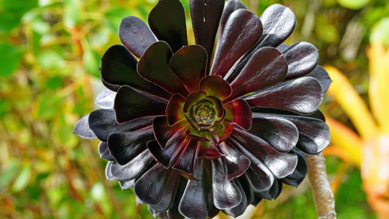 10 Colorful Succulents to Brighten Your Fall & Winter 9 10 Colorful Succulents to Brighten Your Fall & Winter - Black Rose Aeonium ss1174844254
