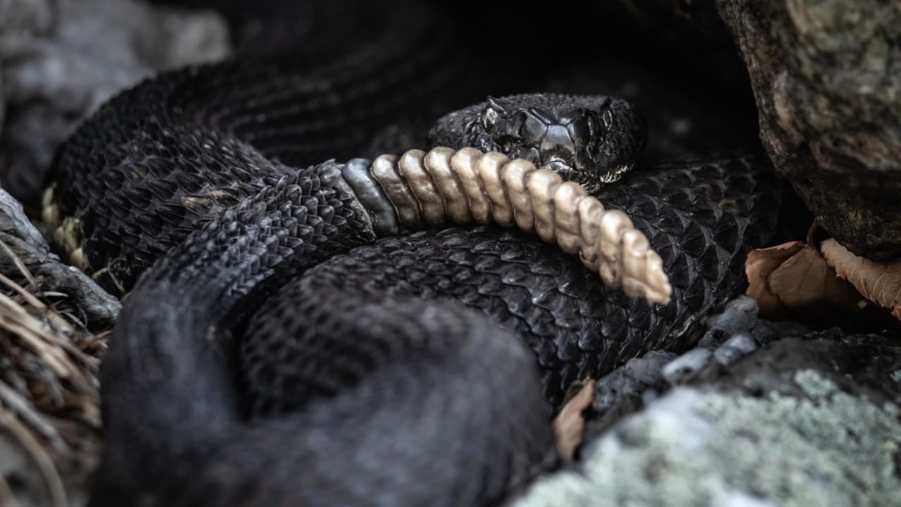 10 Rarely Discussed Facts About Timber Rattlesnakes That are Hard to Forget 5 10 Rarely Discussed Facts About Timber Rattlesnakes That are Hard to Forget - Black Timber rattlesnake ss2278730101
