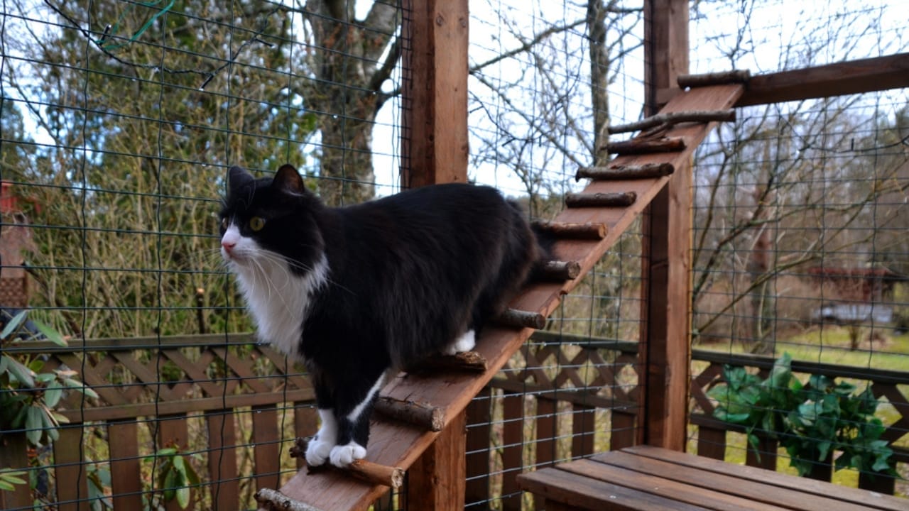 18 Ways to Help Your Senior Cat Thrive in Their Golden Years 11 18 Ways to Help Your Senior Cat Thrive in Their Golden Years - Black and white cat going downstairs ss1079093435