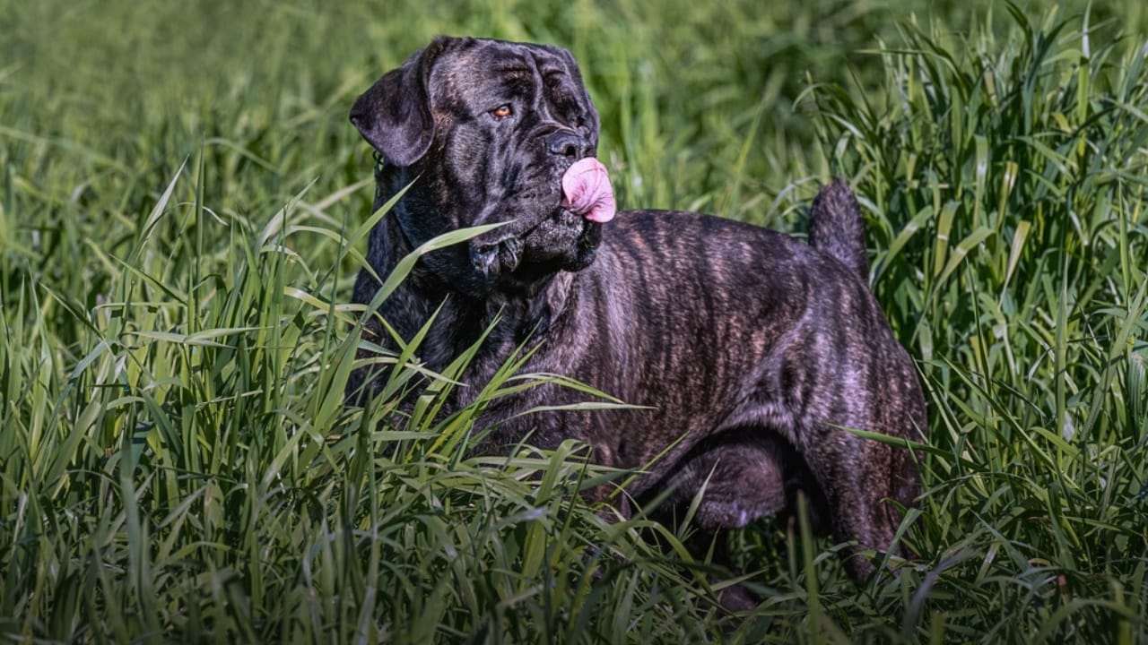 7 Cane Corso Colors That Hold More Meaning Than You Think 6 7 Cane Corso Colors That Hold More Meaning Than You Think - Black brindle Cane Corsos ss2414048251