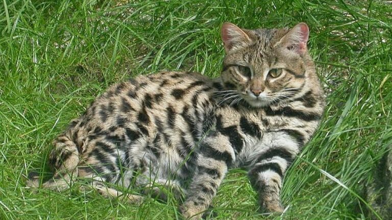 Deadlier than Lions: Meet the Pocket-Sized Cat with a 60% Kill Rate 1 Deadlier than Lions: Meet the Pocket-Sized Cat with a 60% Kill Rate - Black footed cat wc