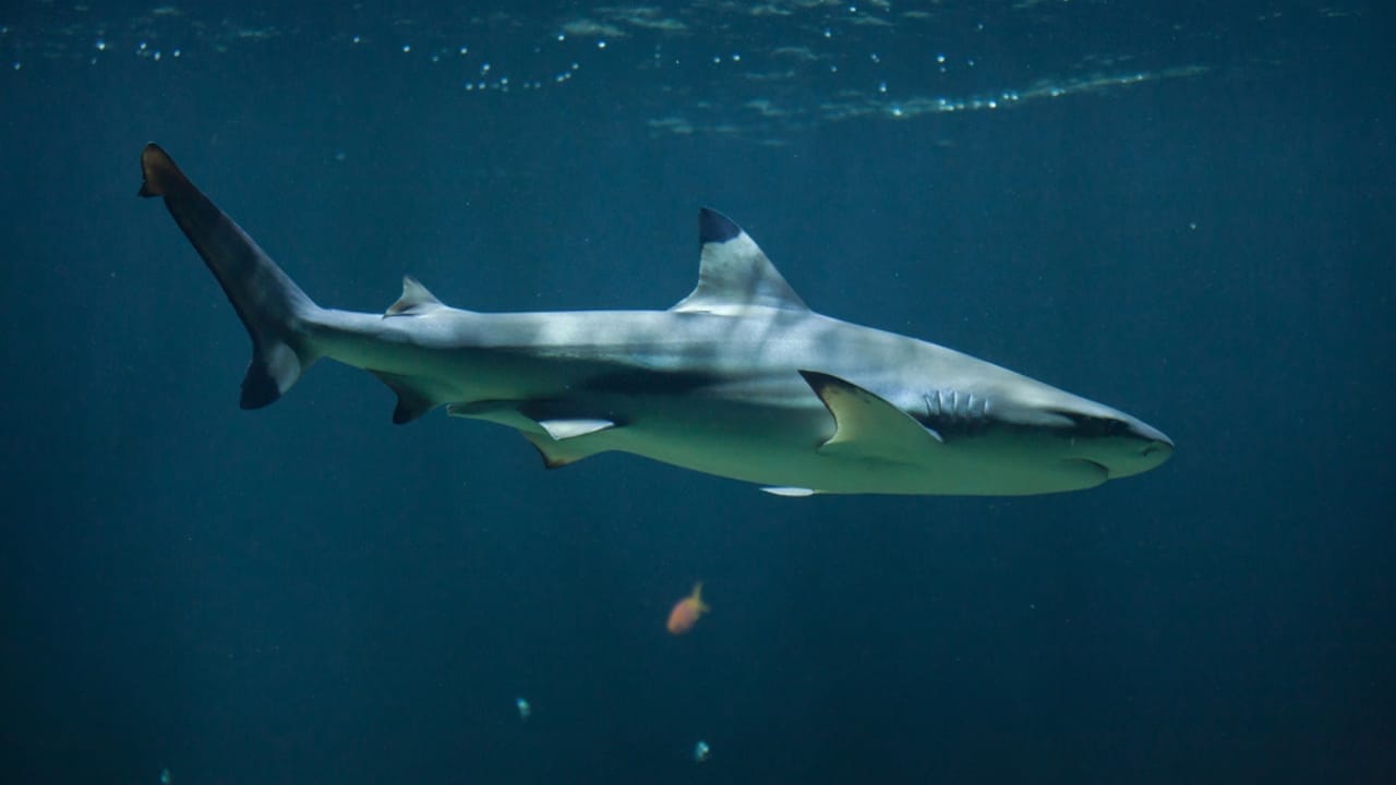 The 10 Most Dangerous Sharks Lurking in Our Oceans 7 The 10 Most Dangerous Sharks Lurking in Our Oceans - Blacktip Shark dp136091254